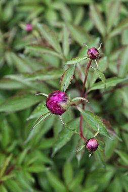  parkta çiçeklenme çiçekler