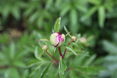  parkta çiçeklenme çiçekler