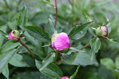  parkta çiçeklenme çiçekler