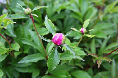  parkta çiçeklenme çiçekler