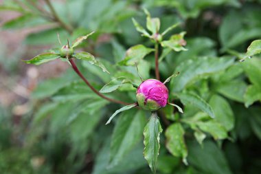  parkta çiçeklenme çiçekler