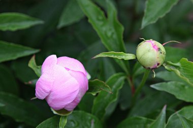  parkta çiçeklenme çiçekler