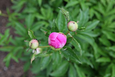  parkta çiçeklenme çiçekler