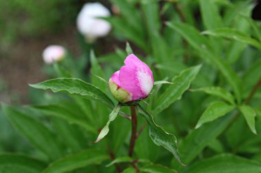  parkta çiçeklenme çiçekler