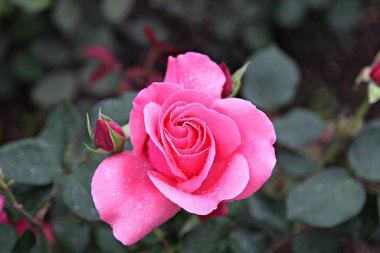  parkta çiçeklenme çiçekler