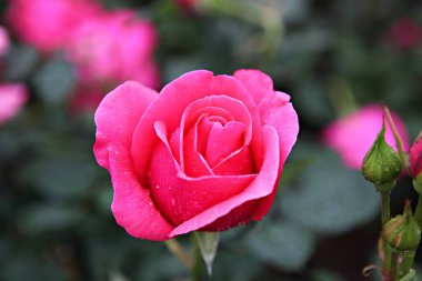  parkta çiçeklenme çiçekler