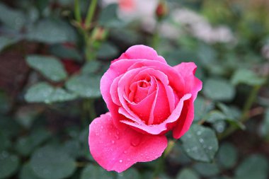  parkta çiçeklenme çiçekler