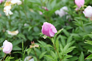  parkta çiçeklenme çiçekler