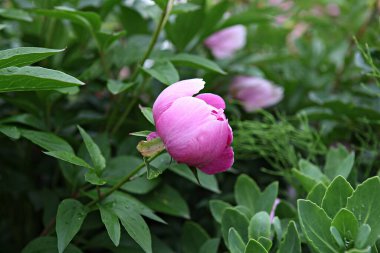  parkta çiçeklenme çiçekler