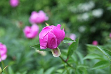  parkta çiçeklenme çiçekler