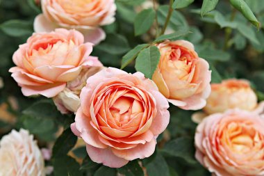  parkta çiçeklenme çiçekler