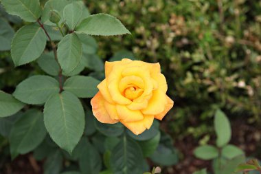  parkta çiçeklenme çiçekler