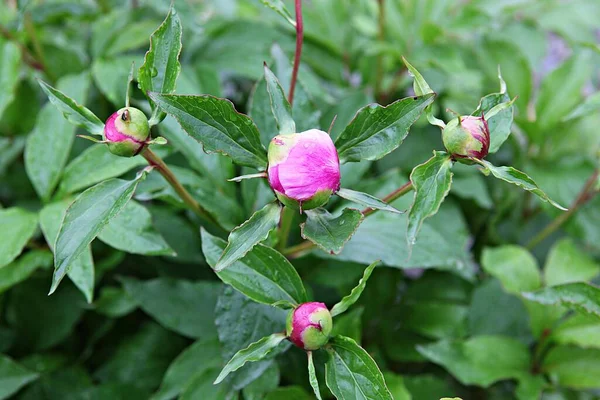  parkta çiçeklenme çiçekler