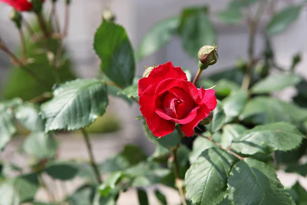 Flowers Blooming Park — Stock Photo, Image