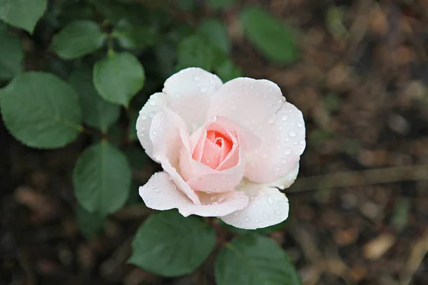 Flowers Blooming Park — Stock Photo, Image