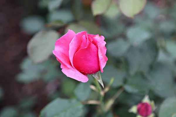 Flowers Blooming Park — Stock Photo, Image