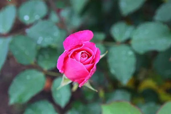 Blumen Blühen Park — Stockfoto