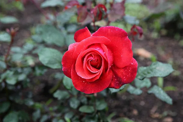 Flowers Blooming Park — Stock Photo, Image