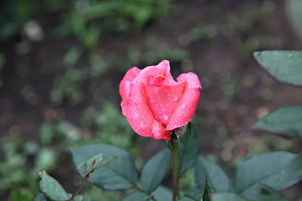 Blumen Blühen Park — Stockfoto