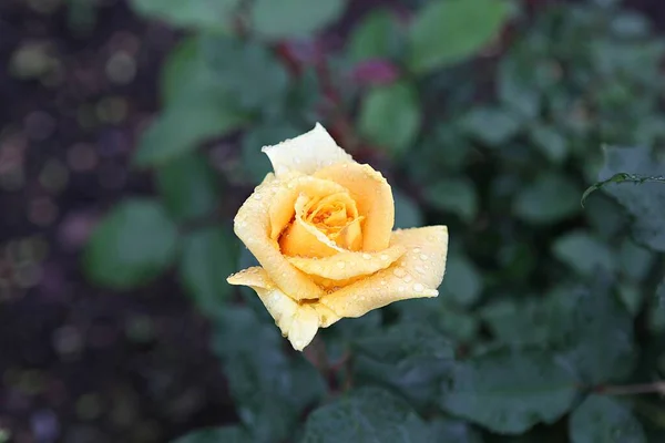 Fiori Che Sbocciano Nel Parco — Foto Stock