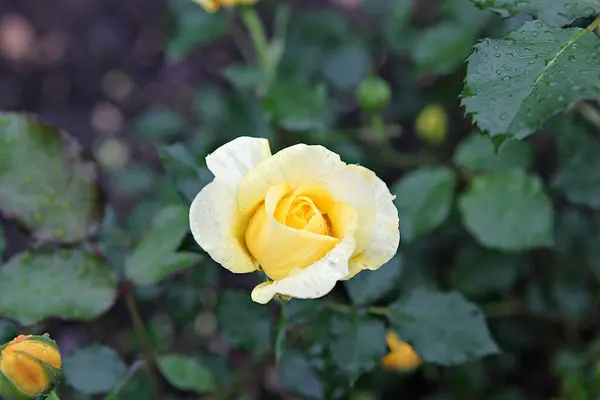 Fiori Che Sbocciano Nel Parco — Foto Stock