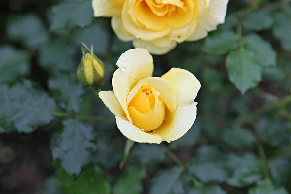 Fiori Che Sbocciano Nel Parco — Foto Stock