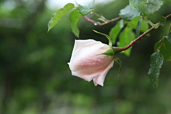 Flowers Blooming Park — Stock Photo, Image