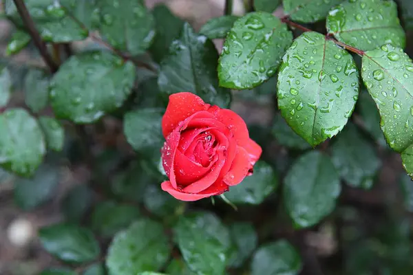 Blumen Blühen Park — Stockfoto