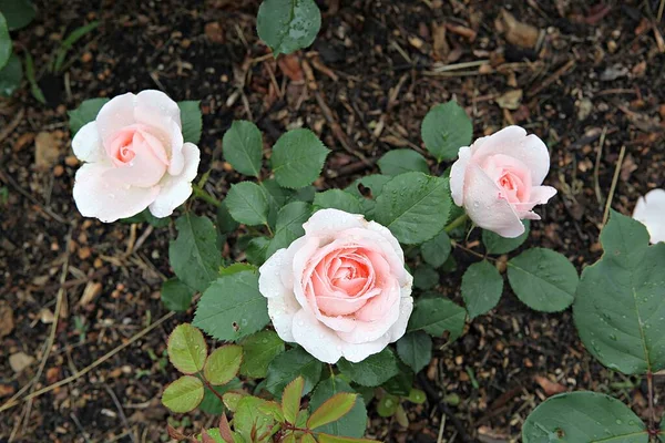 Blommor Som Blommar Parken — Stockfoto