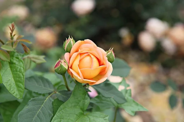 Bloemen Bloeien Het Park — Stockfoto