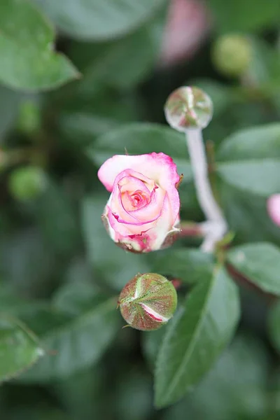 Blommor Som Blommar Parken — Stockfoto