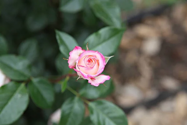 Fiori Che Sbocciano Nel Parco — Foto Stock