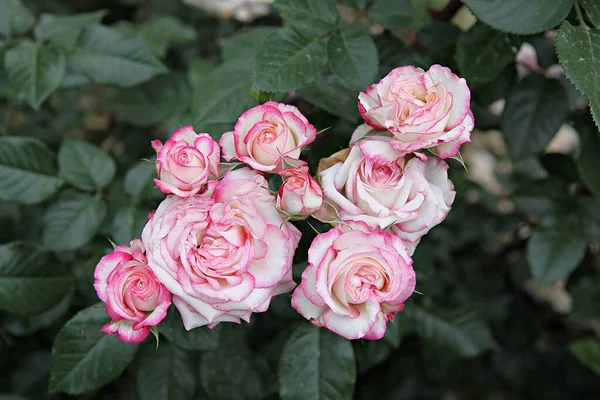 Fleurs Fleurissant Dans Parc — Photo