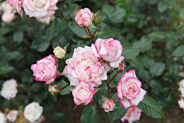 Blommor Som Blommar Parken — Stockfoto