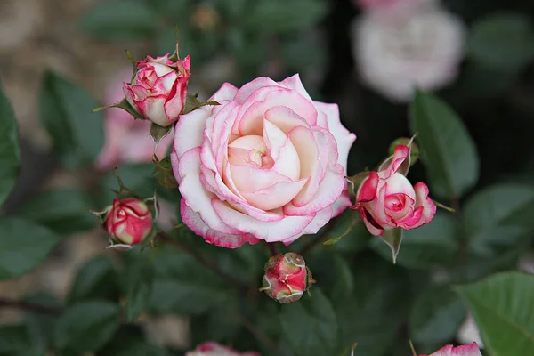 Blommor Som Blommar Parken — Stockfoto