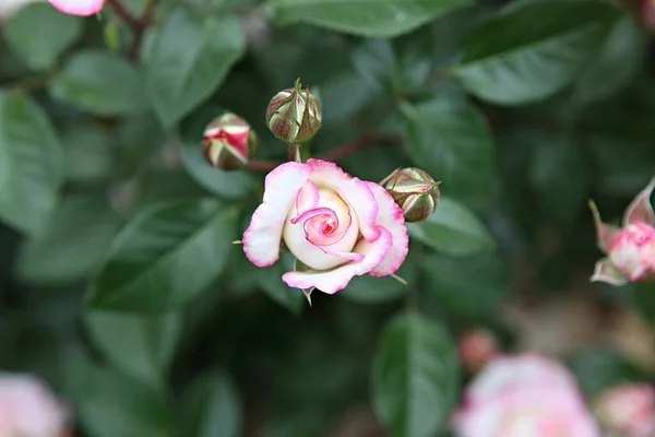 Fiori Che Sbocciano Nel Parco — Foto Stock