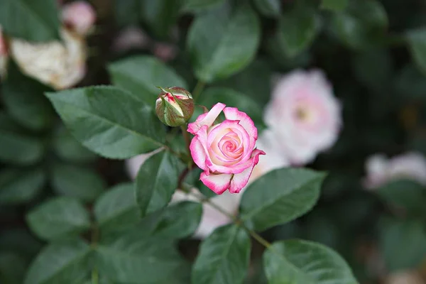 Fiori Che Sbocciano Nel Parco — Foto Stock