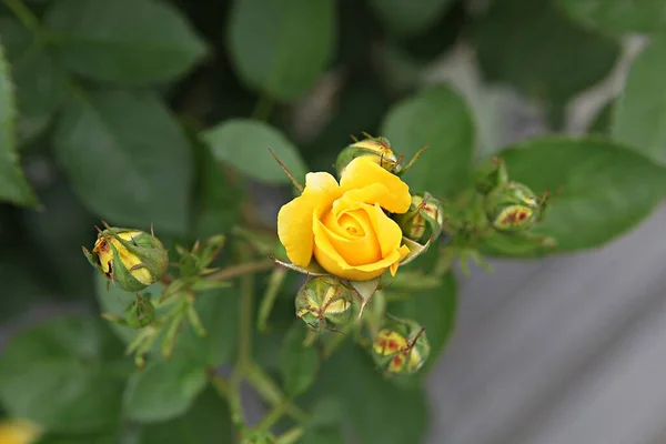 Квіти Квітучі Парку — стокове фото