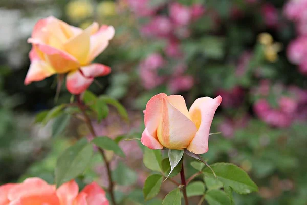 Bloemen Bloeien Het Park — Stockfoto