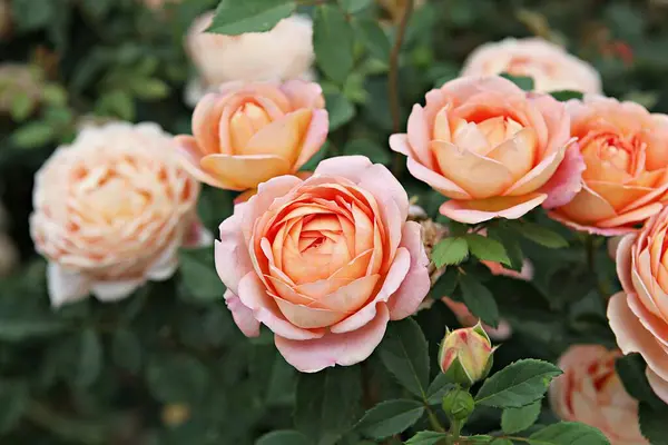 Fleurs Fleurissant Dans Parc Images De Stock Libres De Droits