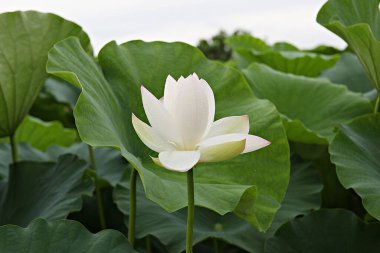  parkta çiçeklenme çiçekler