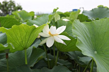  parkta çiçeklenme çiçekler