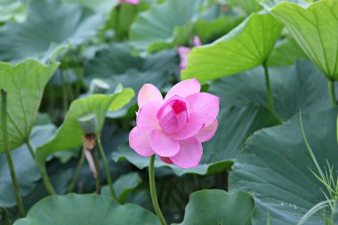  parkta çiçeklenme çiçekler