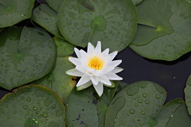  parkta çiçeklenme çiçekler