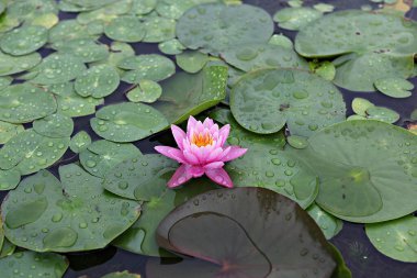  parkta çiçeklenme çiçekler