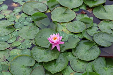  parkta çiçeklenme çiçekler