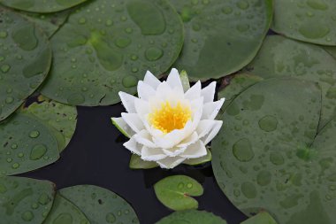  parkta çiçeklenme çiçekler