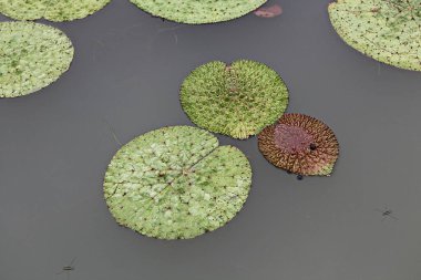  parkta çiçeklenme çiçekler