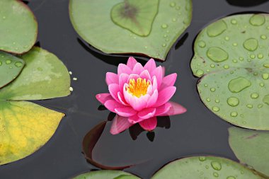  parkta çiçeklenme çiçekler