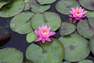  parkta çiçeklenme çiçekler